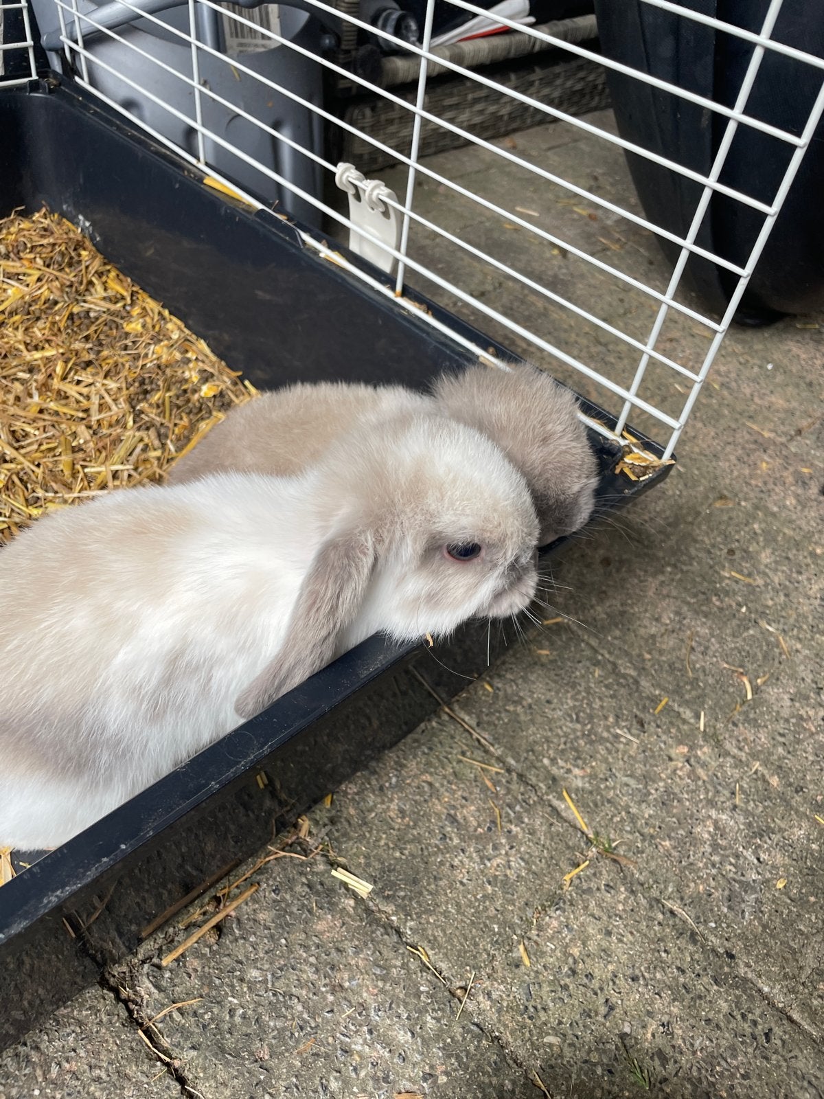 3 baby’s konijn, Dieren en Toebehoren, Konijnen, Mannelijk, Dwerg