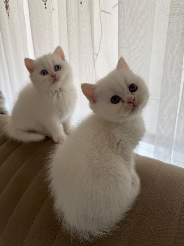 2 Britse korthaar kittens te koop, Dieren en Toebehoren, Katten en Kittens | Overige Katten, Kater