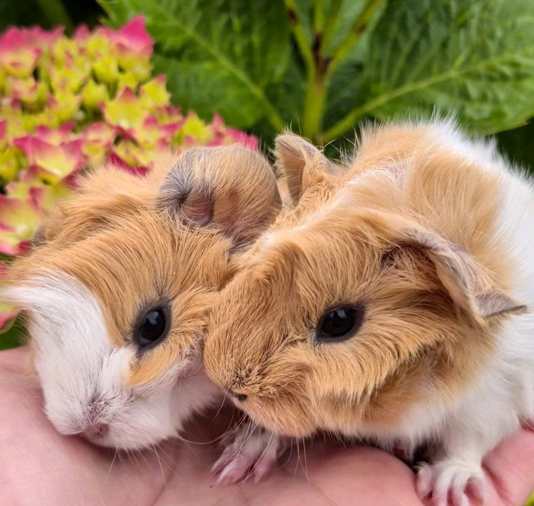 Lieve baby borstel cavia's, Cavia, Juni, Vrouwelijk, Tam