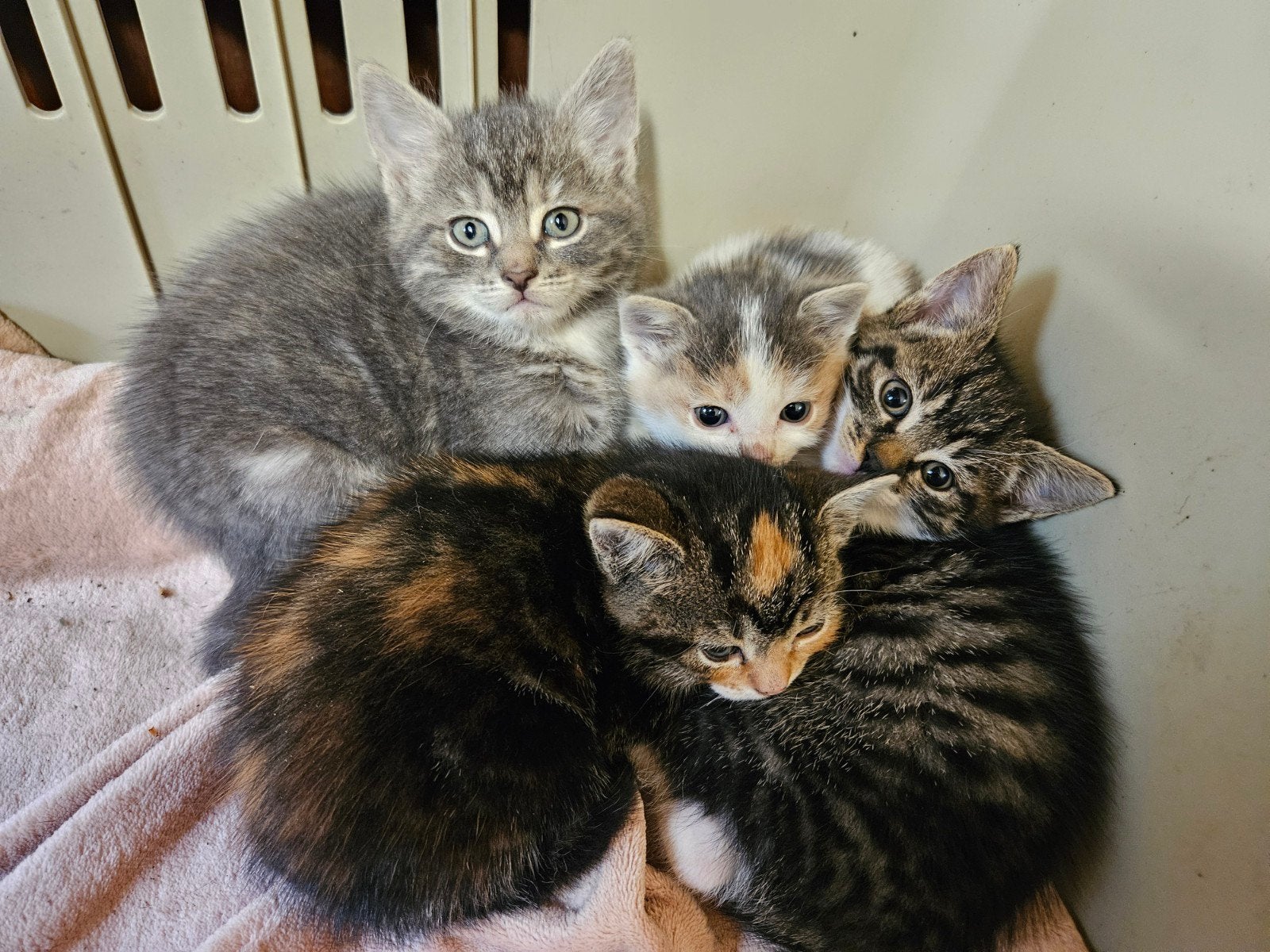 Mooie, lieve kittens te koop, Poes, Ontwormd, 0 tot 2 jaar