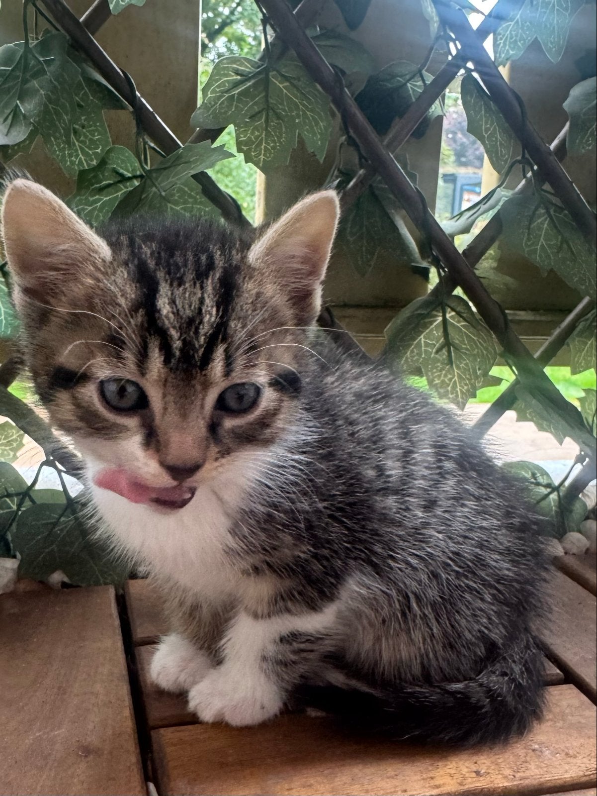 Huiselijke kittens aangeboden, Meerdere dieren