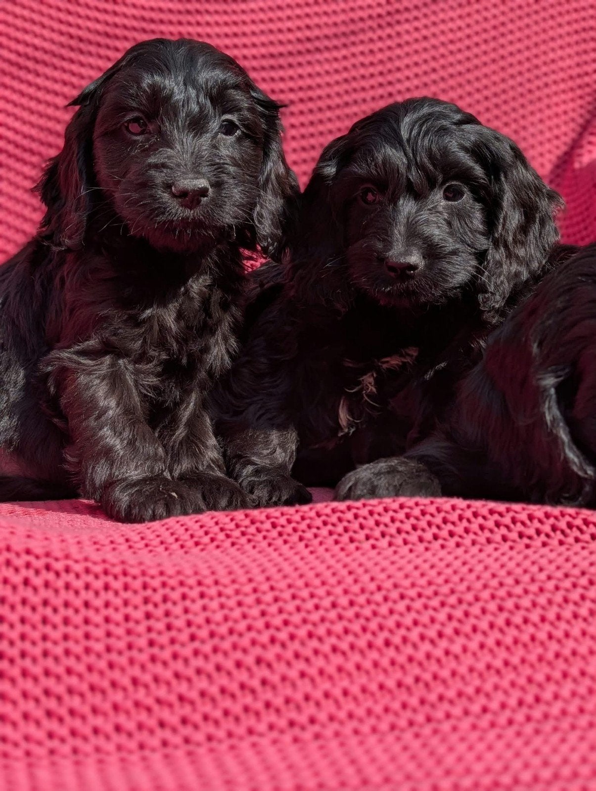 Engelse cockerspaniel x dwerg poedel cockapoo pups, Dieren en Toebehoren, Overige rassen, 8 tot 15 weken, CDV (hondenziekte), Meerdere