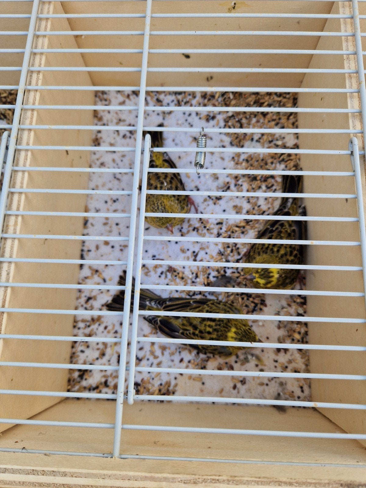 lizard kanaries poppen, Dieren en Toebehoren