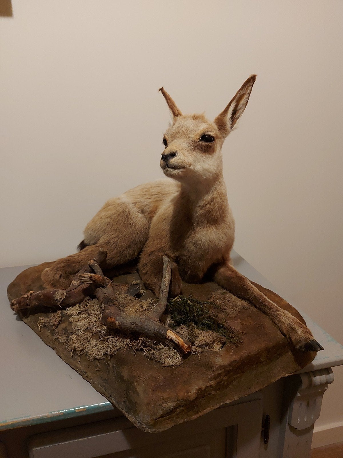 opgezette jonge gems taxidermy schedel hert gewei jacht, Ophalen, Wild dier, Opgezet dier