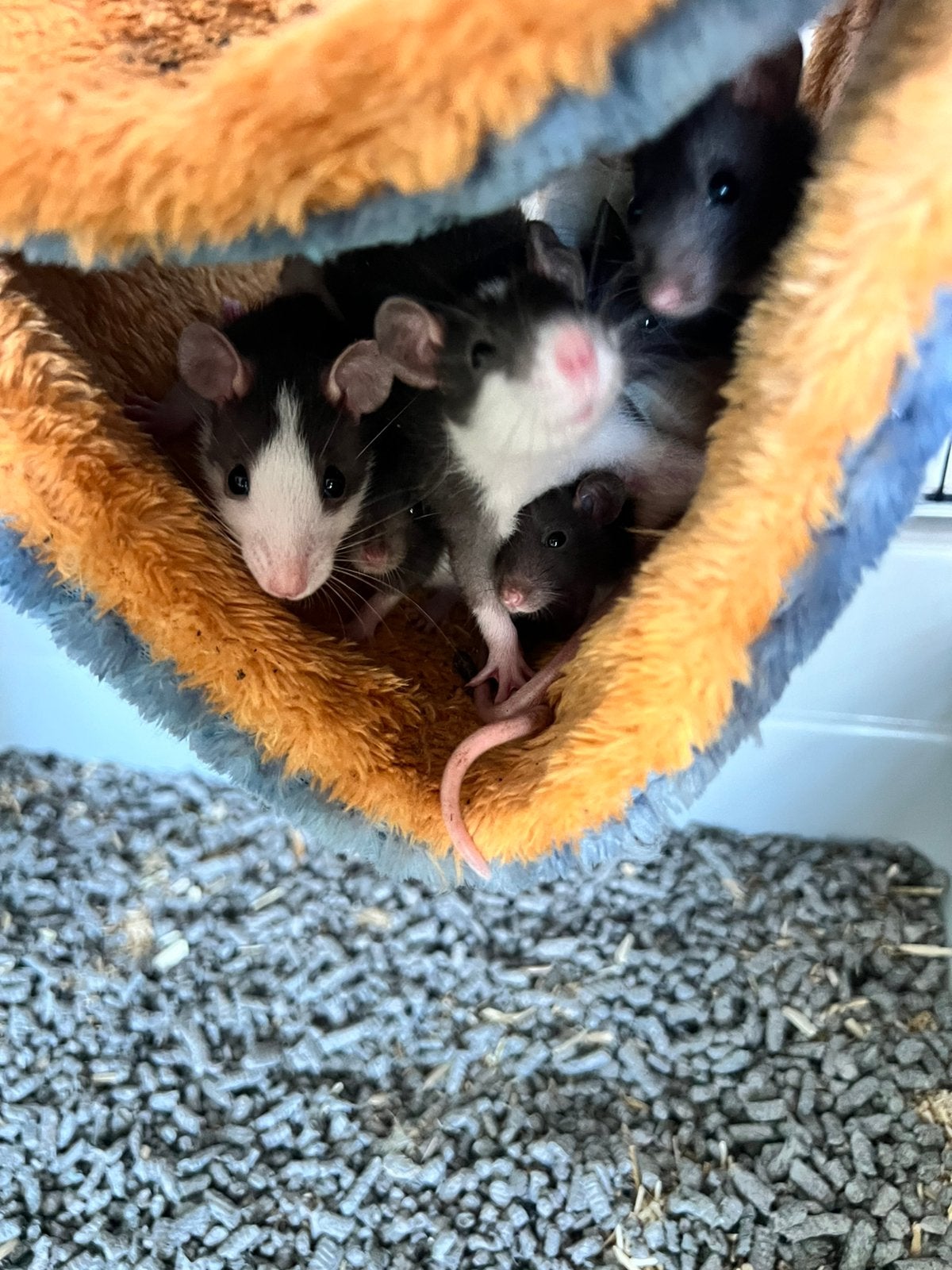 Jonge tamme ratjes te koop, Dieren en Toebehoren, Rat, Mei, Meerdere dieren, Tam