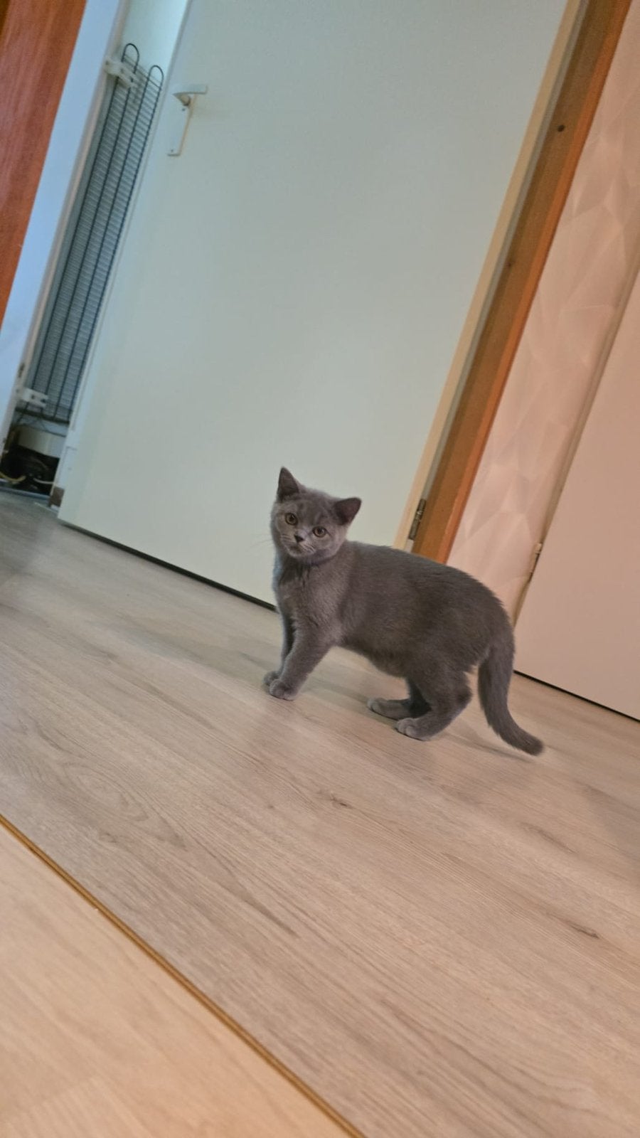 2 zus je broertjes Brits Korthaar kitten, Kater
