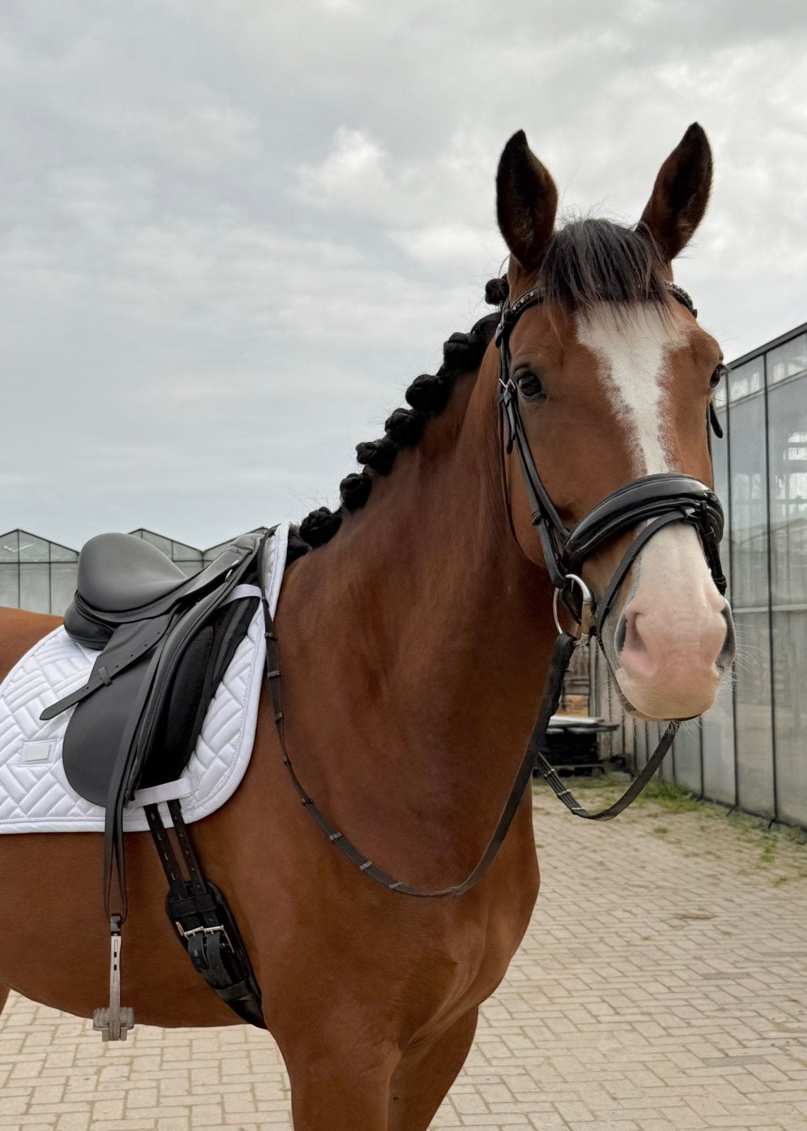 6-jarige gelderse kwpn: op zoek naar de juiste match, Met stamboom, Ruin, Zadelmak, 3 tot 6 jaar