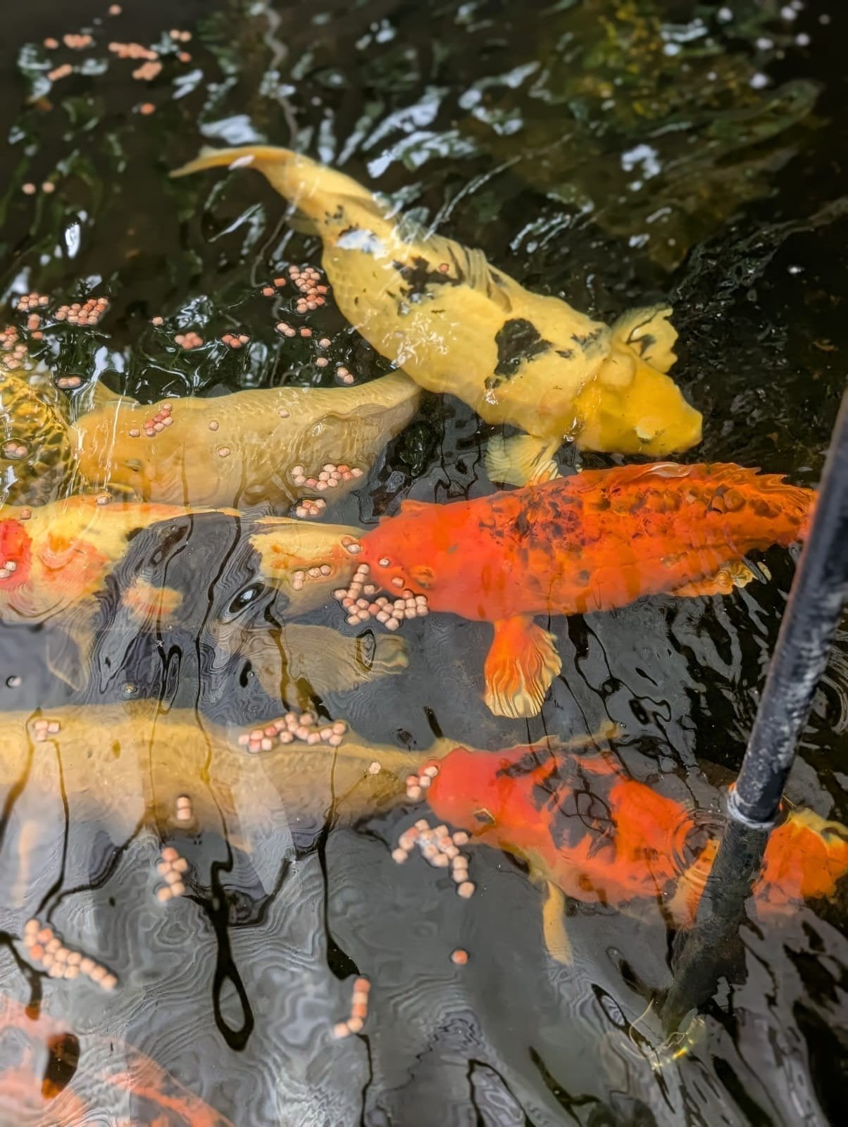 Koi karpers, Dieren en Toebehoren, Vissen | Vijvervissen, Karper of Koi