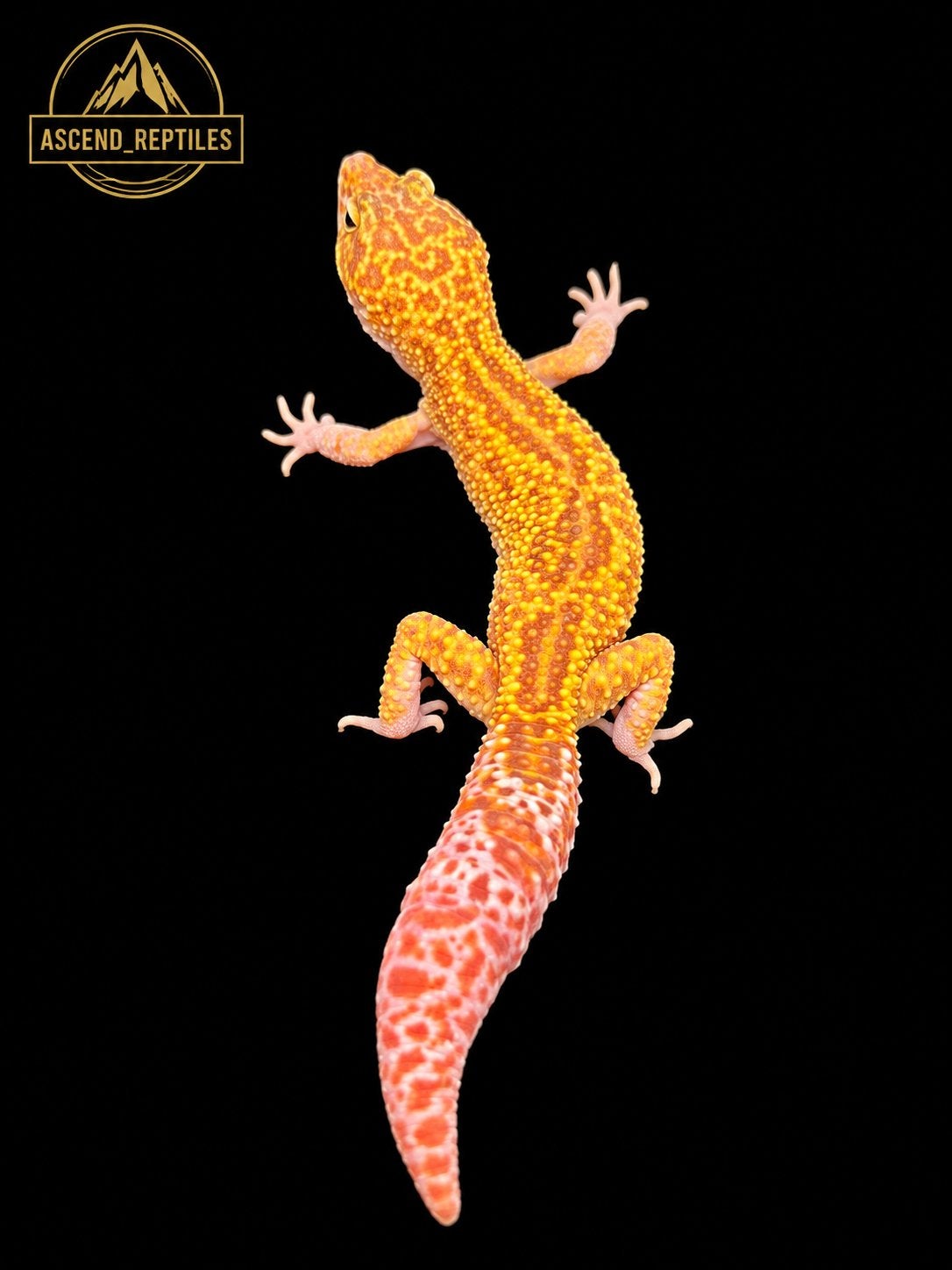 Prachtige Tremper Albino Luipaardgekko man uit 2025 Leopard Gecko photo 3