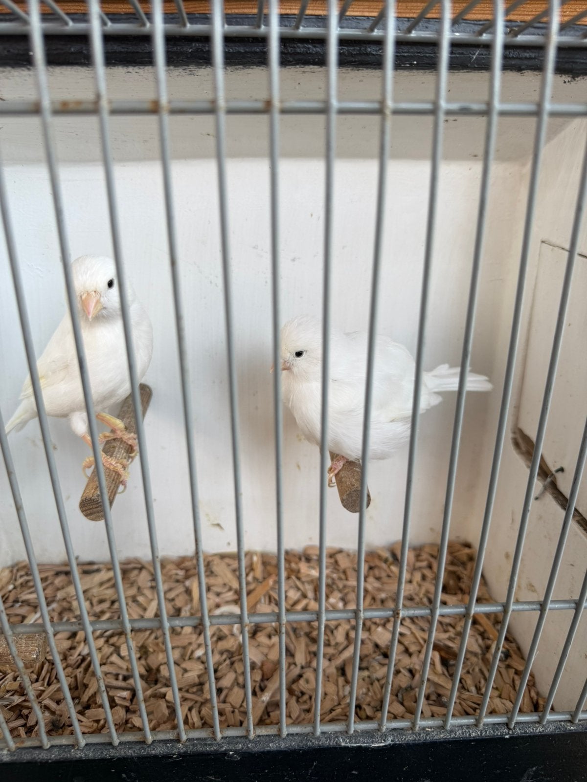 Kanarie koppels, Dieren en Toebehoren, Vogels | Kanaries, Meerdere dieren