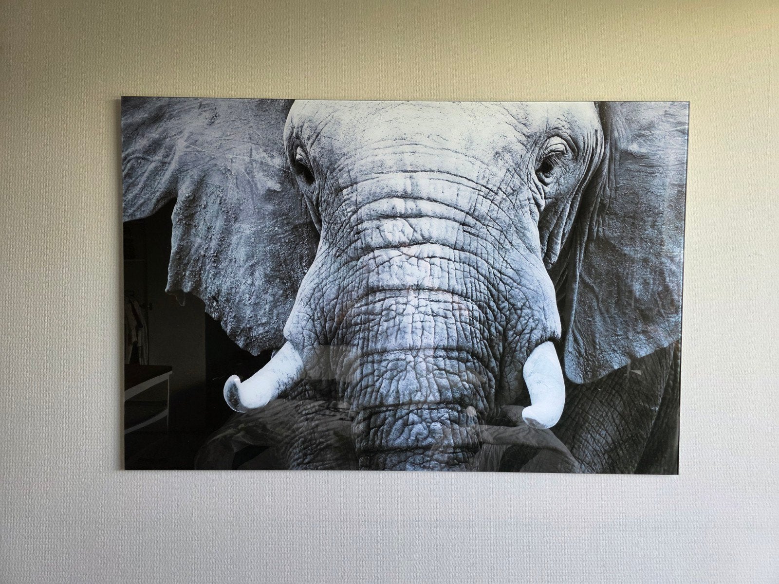Prachtige olifant op glasplaat - 120x80cm, Ophalen, Zo goed als nieuw, 100 tot 125 cm, Foto of Poster