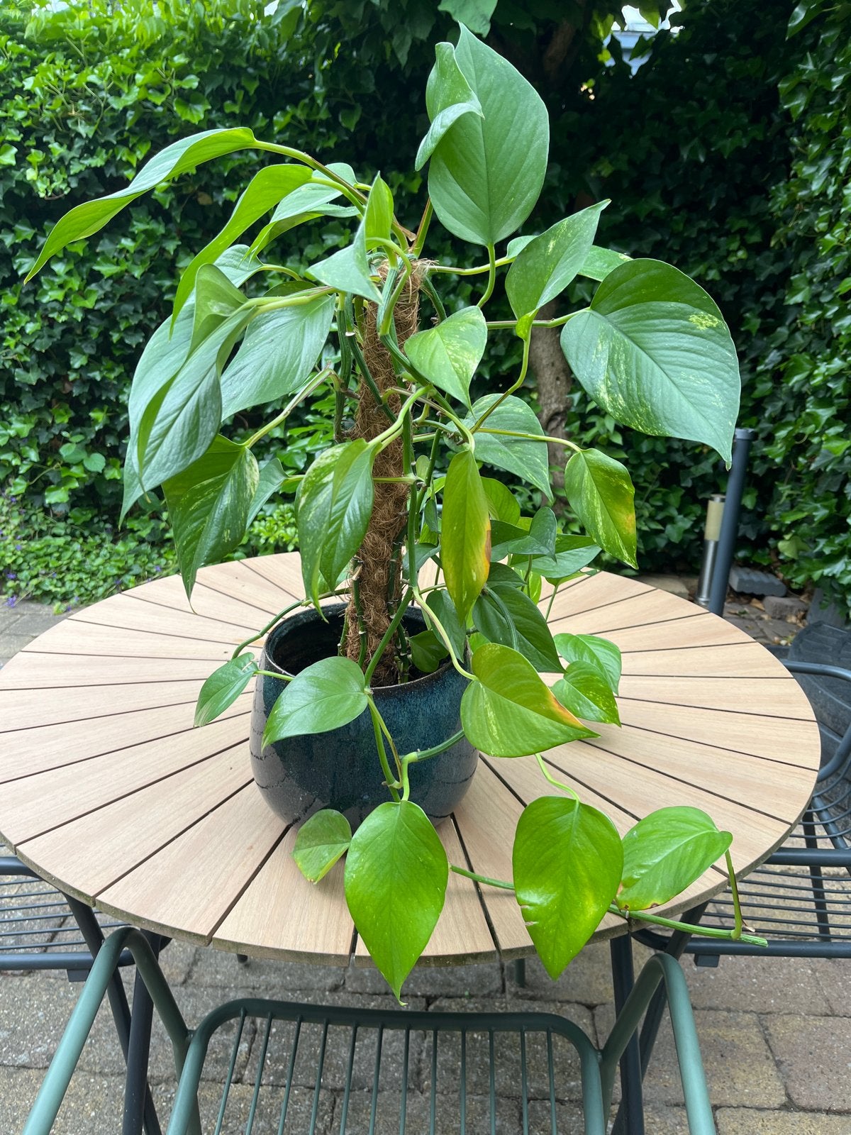 Draken klimop plant, Ophalen, Overige soorten, Halfschaduw, In pot