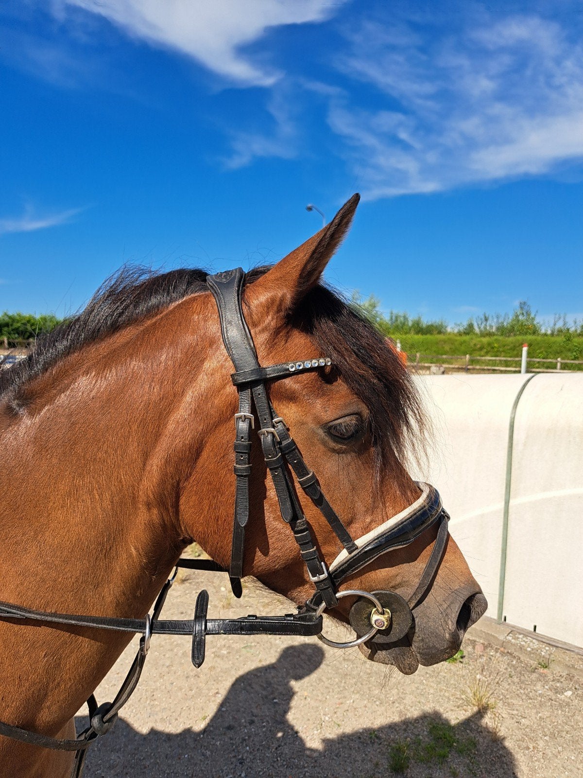 Knappe c pony merrie, Merrie, B, Springpony, C pony (1.27m tot 1.37m)