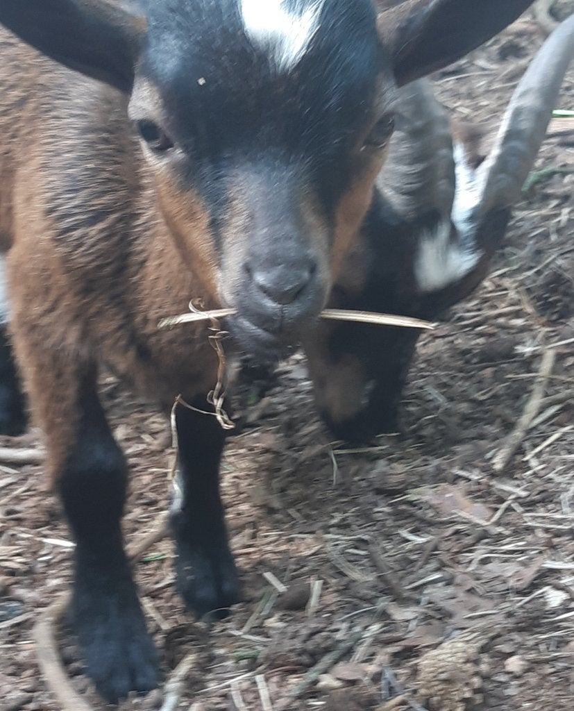 2 bokjes, Mannelijk, Geit, 0 tot 2 jaar