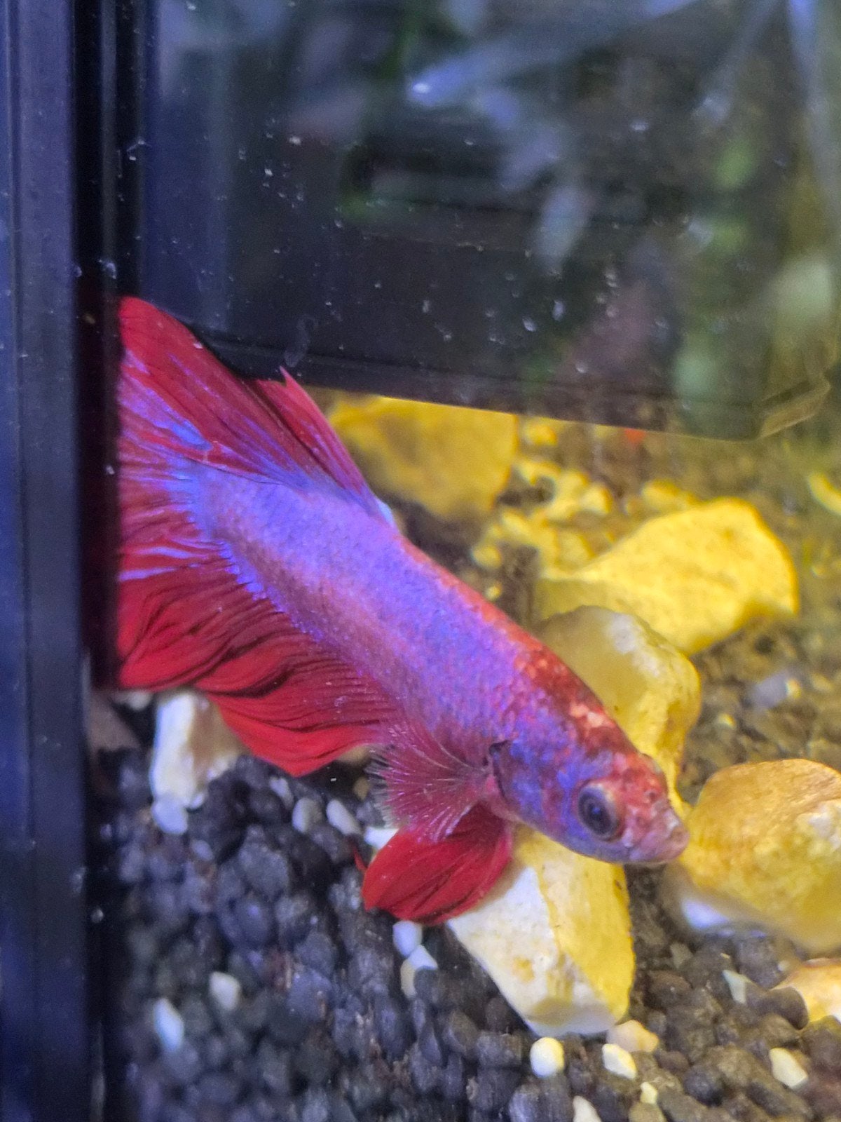 Siamese kempvis (Betta crowntail/combtail type) rood, Vis, Zoetwatervis