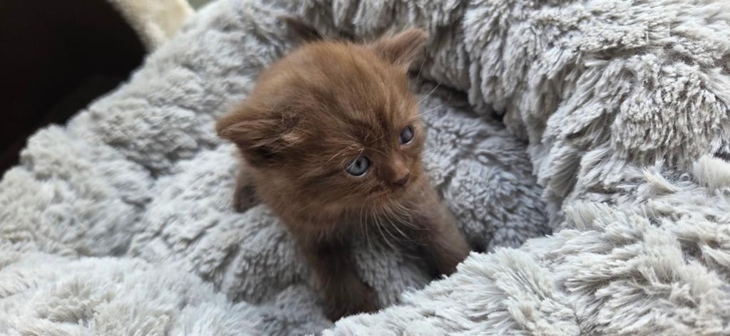 Britse korthaar, Meerdere dieren, 0 tot 2 jaar