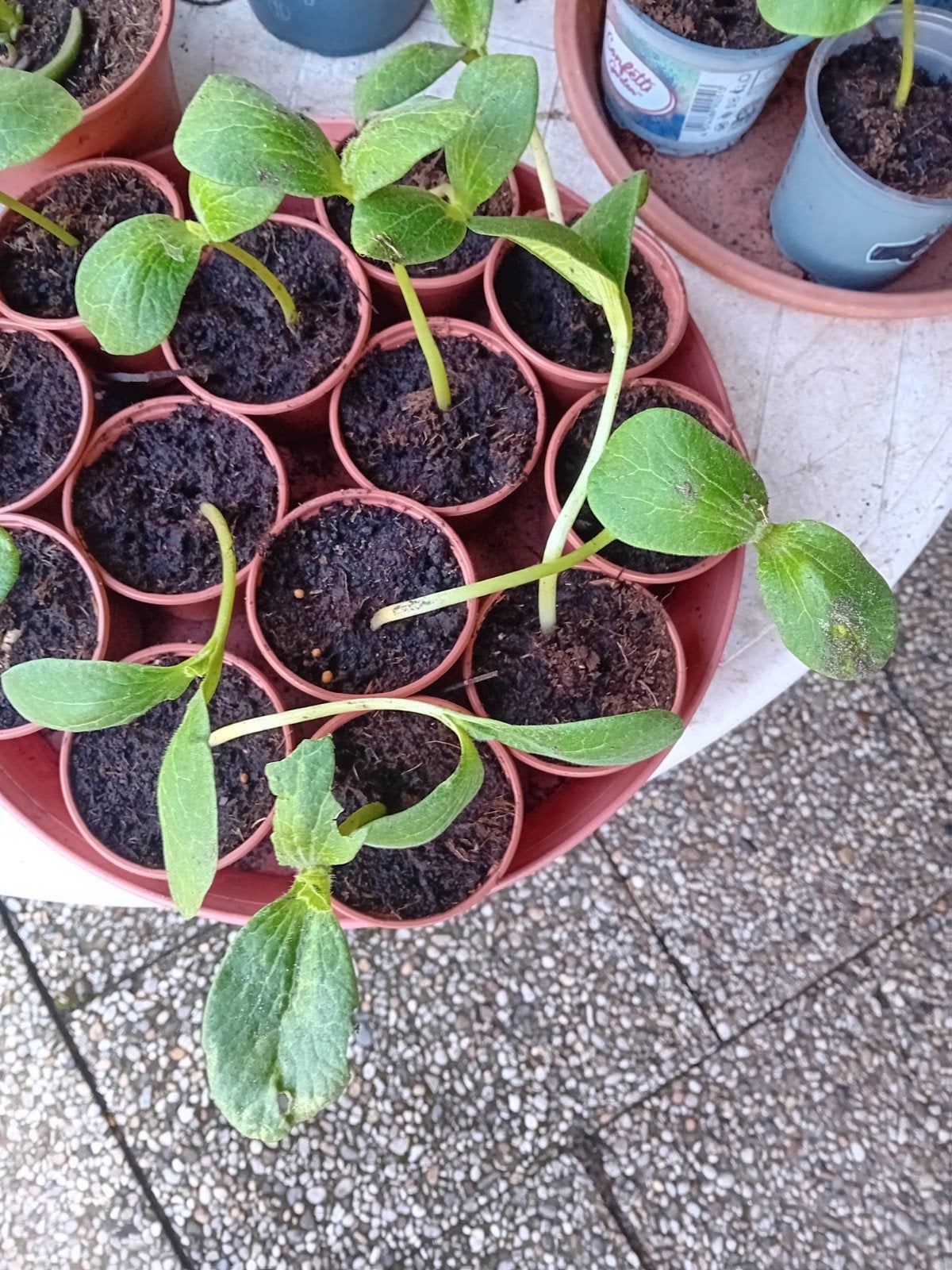 Eetbare pompoen stekjes - Kweek je eigen pompoenen!, Tuin en Terras, Planten | Tuinplanten, Eenjarig, Groenteplanten, Ophalen of Verzenden
