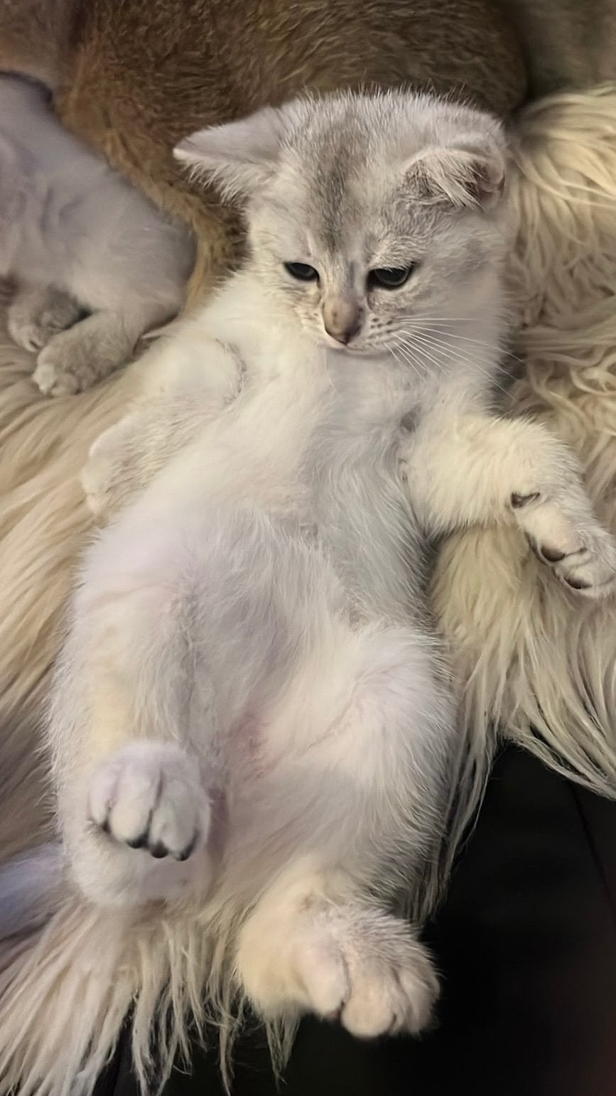 Schattig Brits Korthaar katertje 8,5 week oud, Dieren en Toebehoren, Katten en Kittens | Raskatten | Korthaar, Kater, Ontwormd