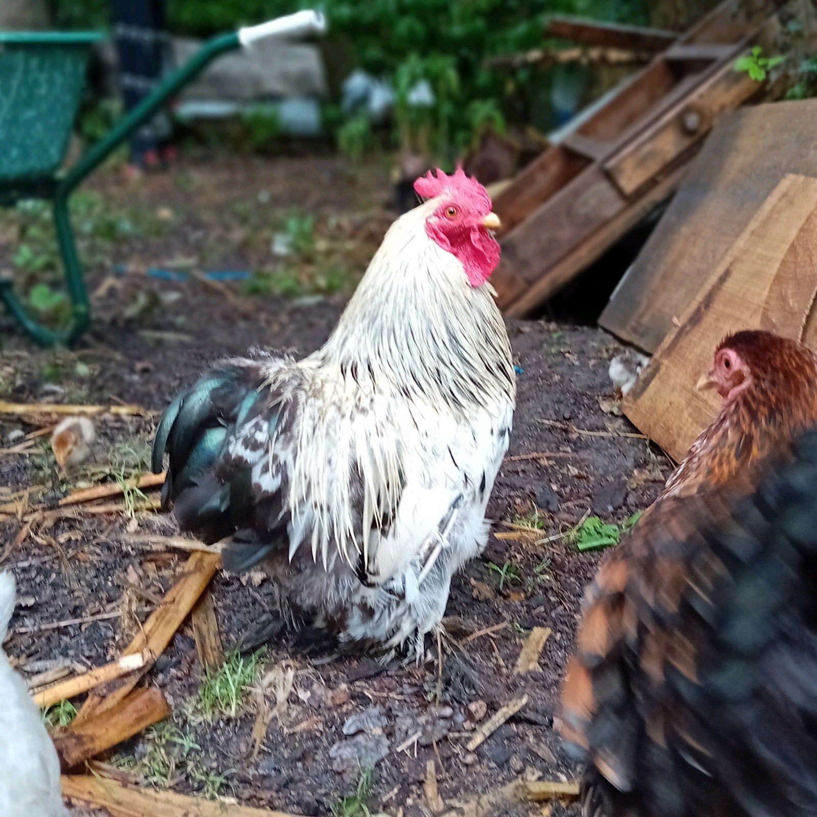 Raszuivere zwart witte Cochin haan, Dieren en Toebehoren, Pluimvee, Mannelijk, Kip