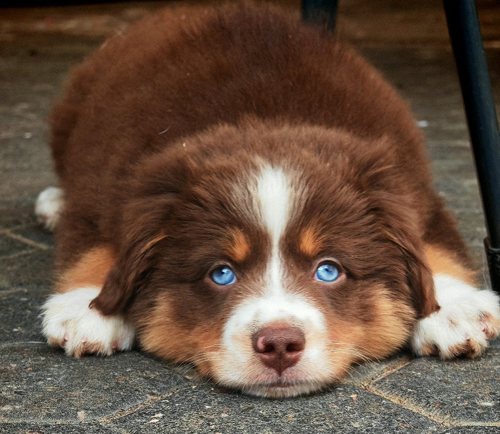 Mini Australian Shepherd pup, reutje, blauwe ogen, Dieren en Toebehoren, Honden | Herdershonden en Veedrijvers, Parvo, Fokker | Hobbymatig
