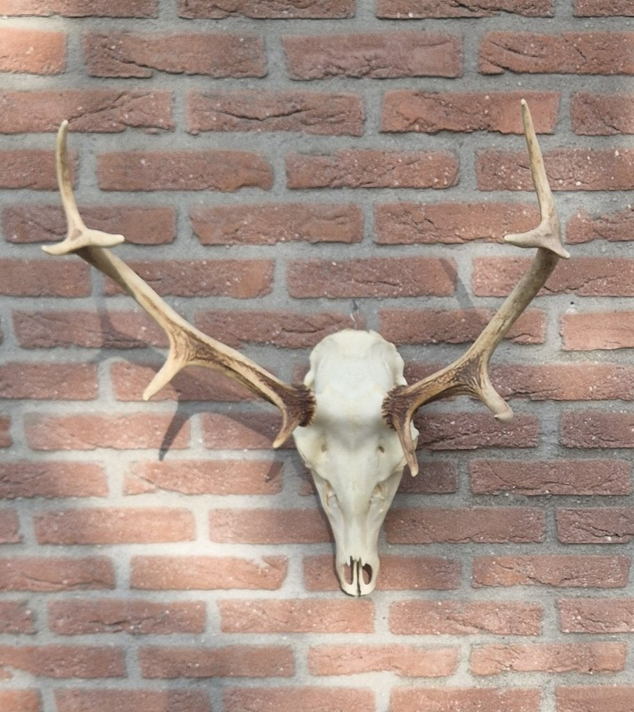 Mooi Groot Herten Gewei Jacht Trofee Mancave Jagen g24, Ophalen, Zo goed als nieuw, Hert, Gewei of Kop
