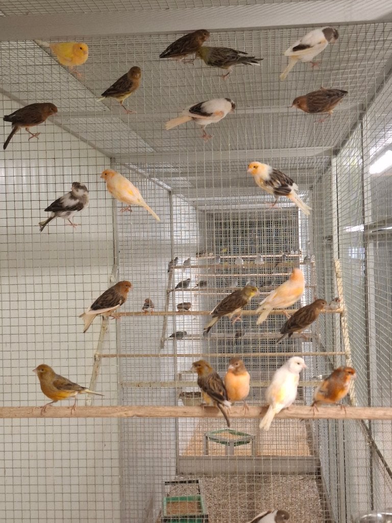 Harlekijn en gele kanaries, ruime keuze, Dieren en Toebehoren, Vogels | Kanaries, Meerdere dieren, Kleurkanarie