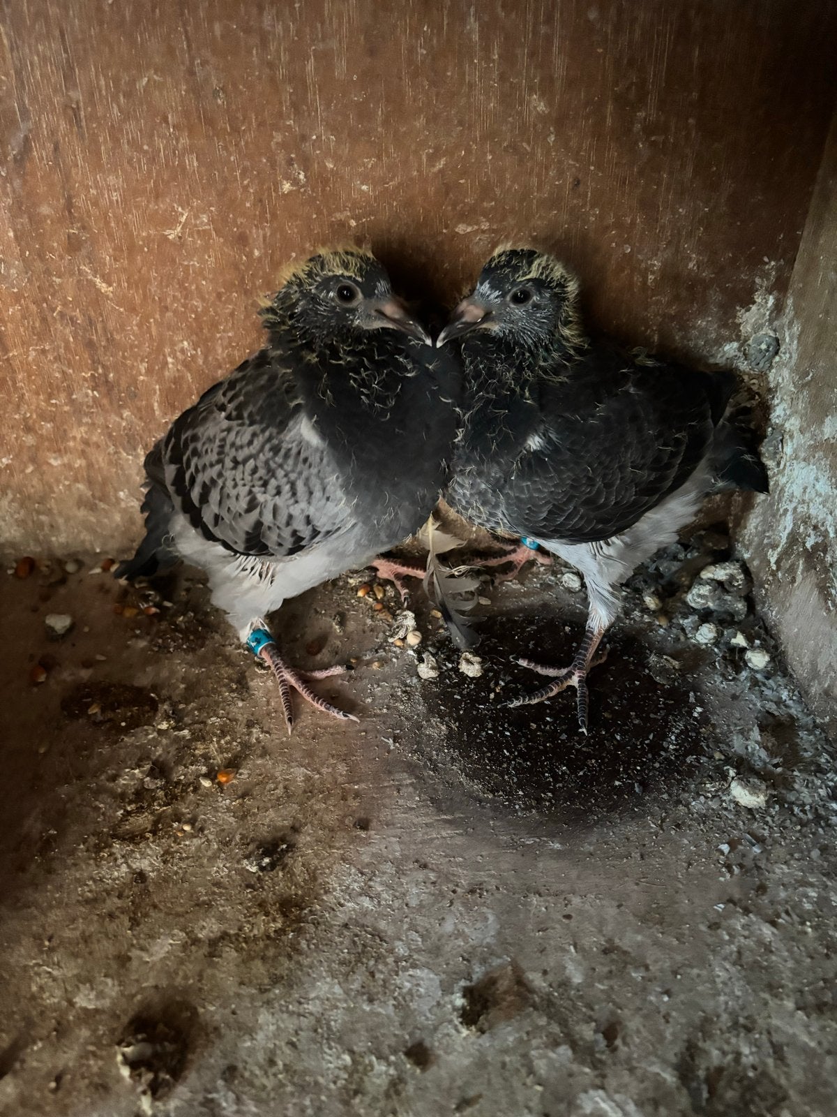 Jonge duiven, Dieren en Toebehoren, Meerdere dieren, Postduif