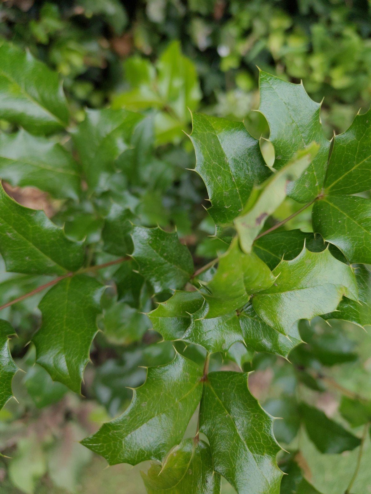 Tuinplant hulst, Ophalen, Halfschaduw