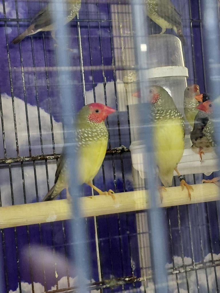 Binzenastrilde l Broedrijpe koppels, Dieren en Toebehoren, Meerdere dieren, Tropenvogel