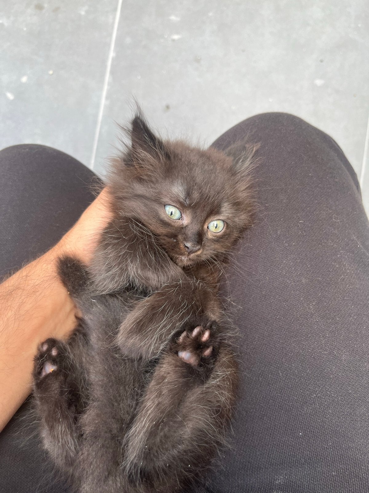 2 maanden kittens, Kater