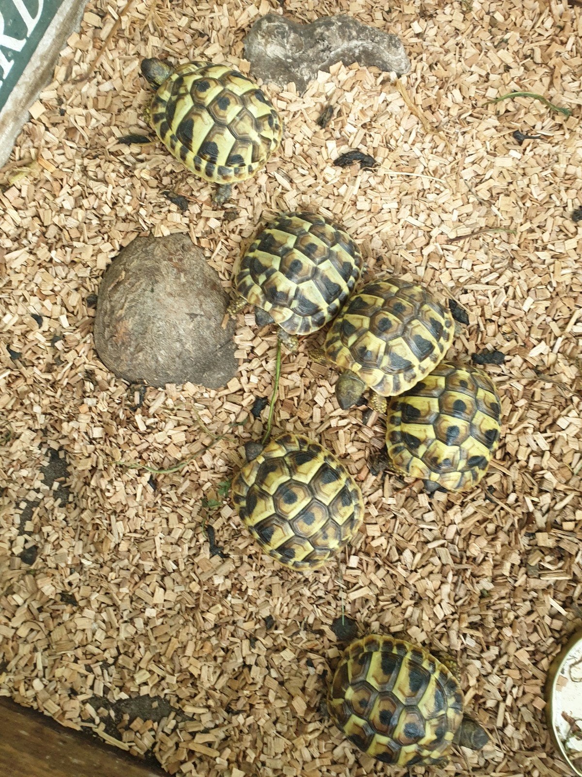 Griekse landschildpad, Dieren en Toebehoren, Schildpad, 0 tot 2 jaar