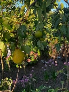 Peer, Tuin en Terras, Planten | Fruitbomen, Ophalen, Lente, Volle zon, 100 tot 250 cm