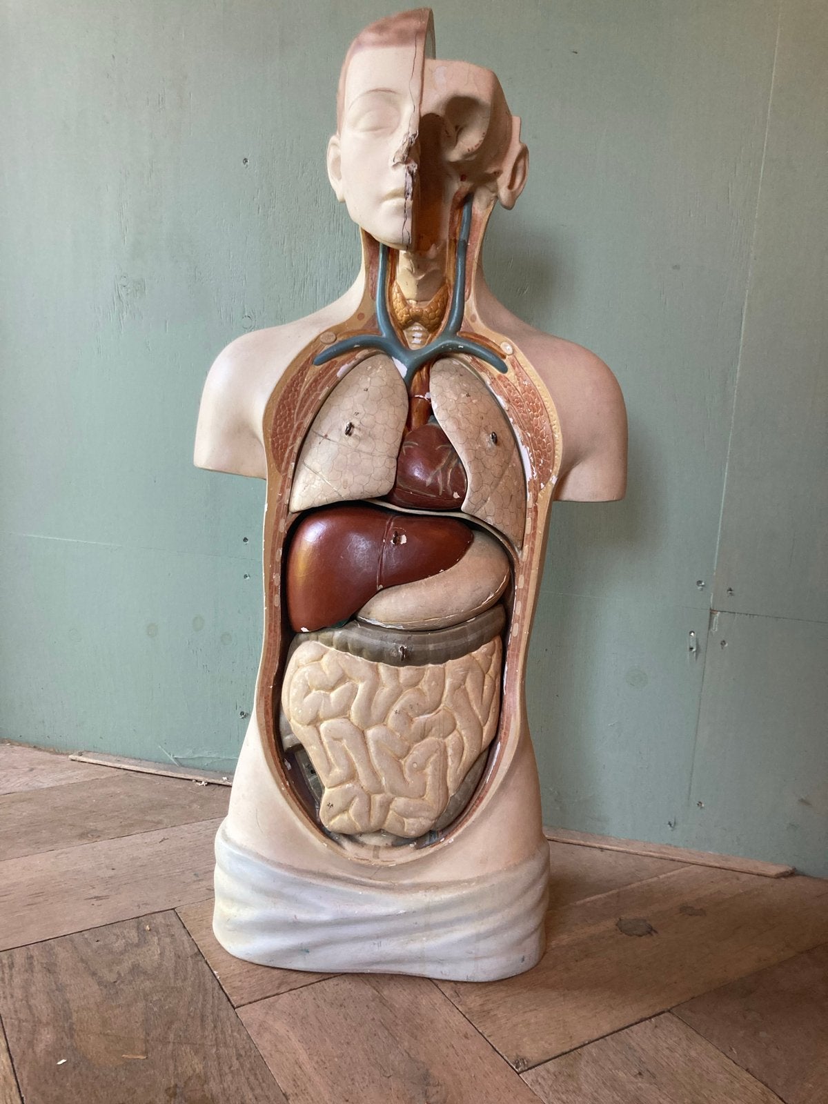 Anatomisch Torso Model Depex - Vintage Medisch Educatief, Ophalen