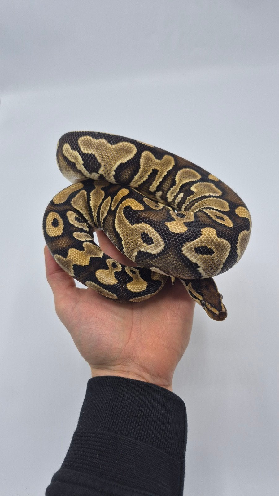 kweek vrouwen ball python regius Clown Desert ghost Piebald Ball Python photo 4