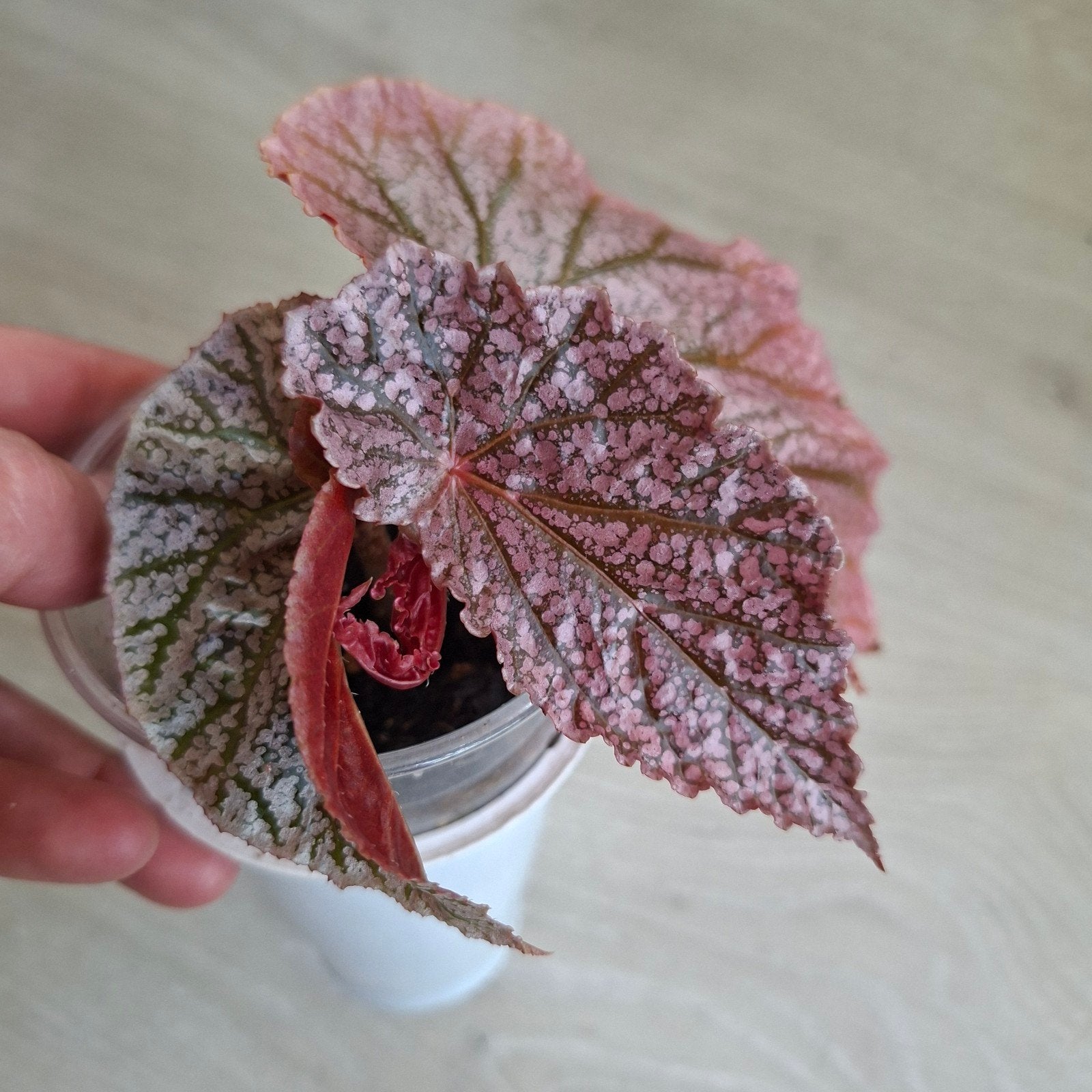 Begonia Maurice Amey plant, Ophalen of Verzenden, Halfschaduw, Minder dan 100 cm