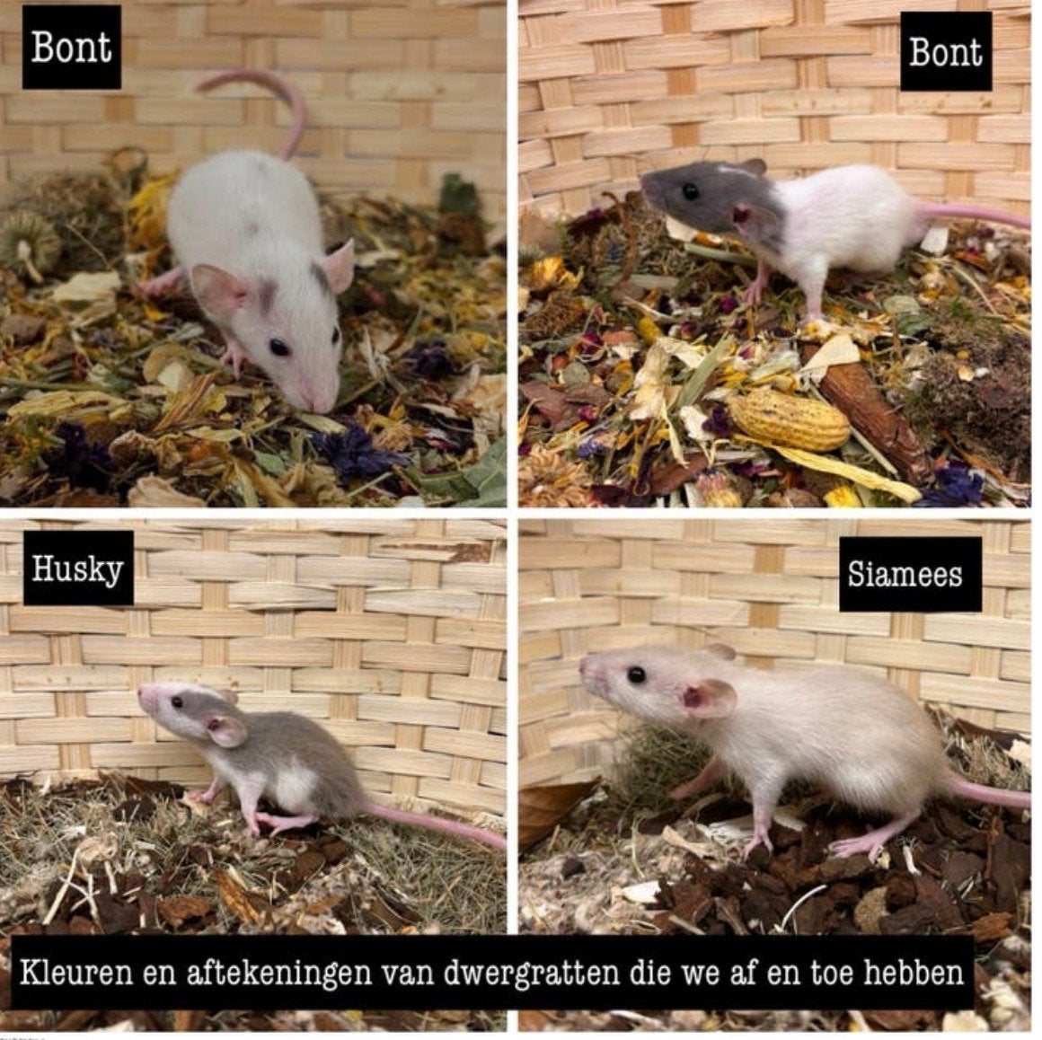 Jonge sociale tamme dwergratten (rechtstreeks van de fokker), Dieren en Toebehoren, Rat, Meerdere dieren, Tam, September