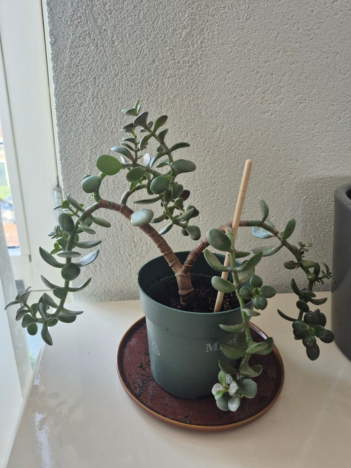 Geldboom Crassula Ovata kamerplant, Huis en Inrichting, Ophalen of Verzenden, Halfschaduw, Minder dan 100 cm