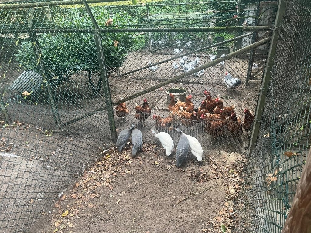 Te koop jonge parelhoenders, Dieren en Toebehoren, Meerdere dieren, Kip