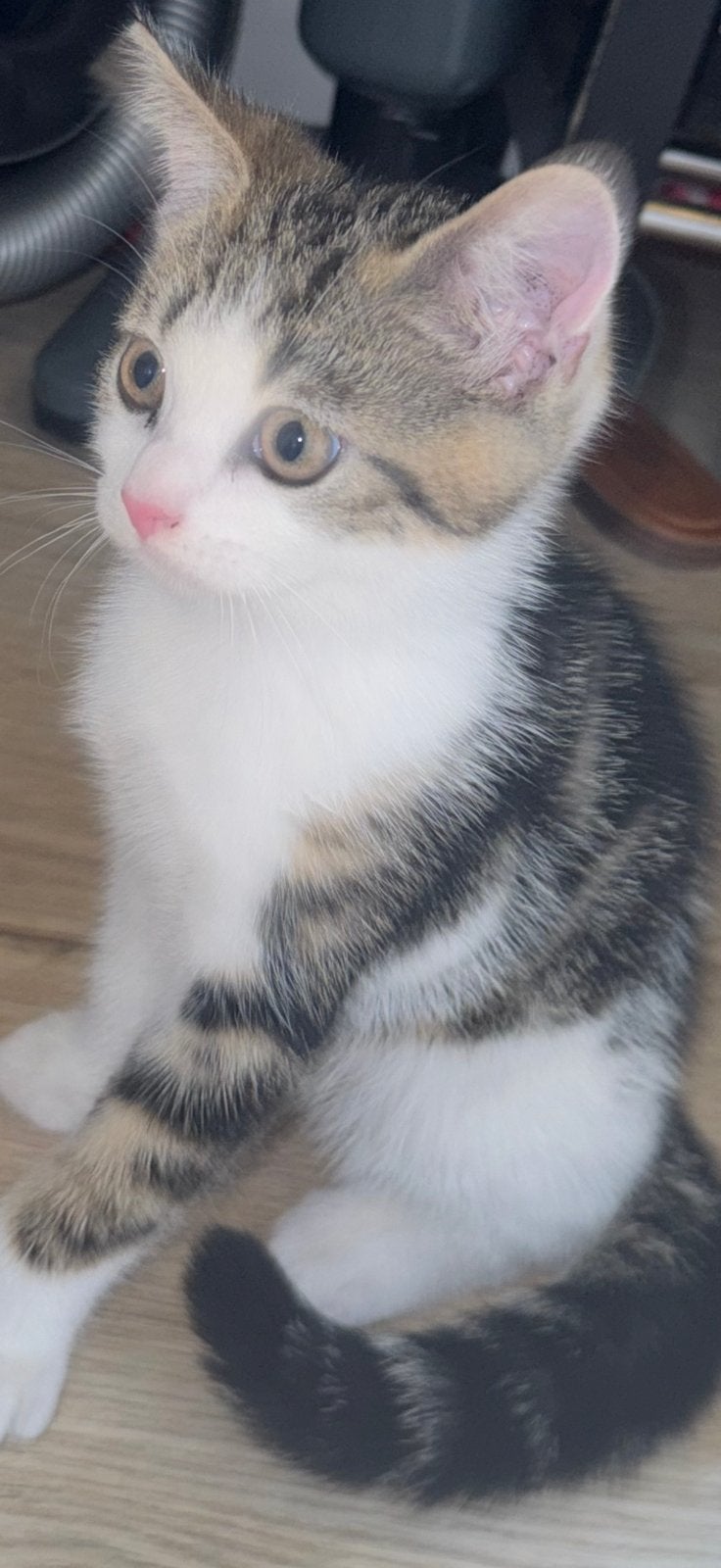 Lieve kater, Dieren en Toebehoren, Katten en Kittens | Overige Katten, Kater