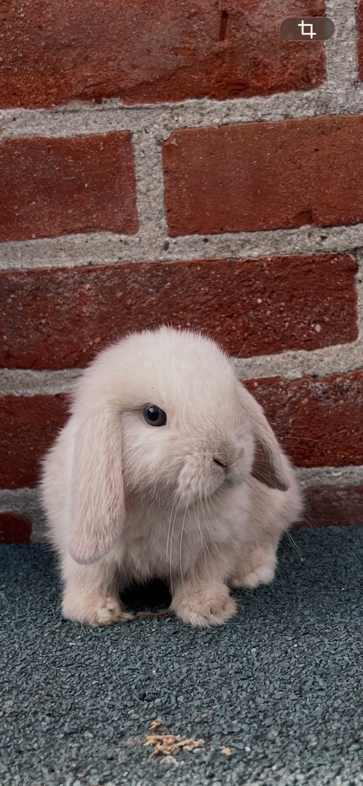 Lieve jonge raszuivere minilop konijnen, Meerdere dieren, Dwerg