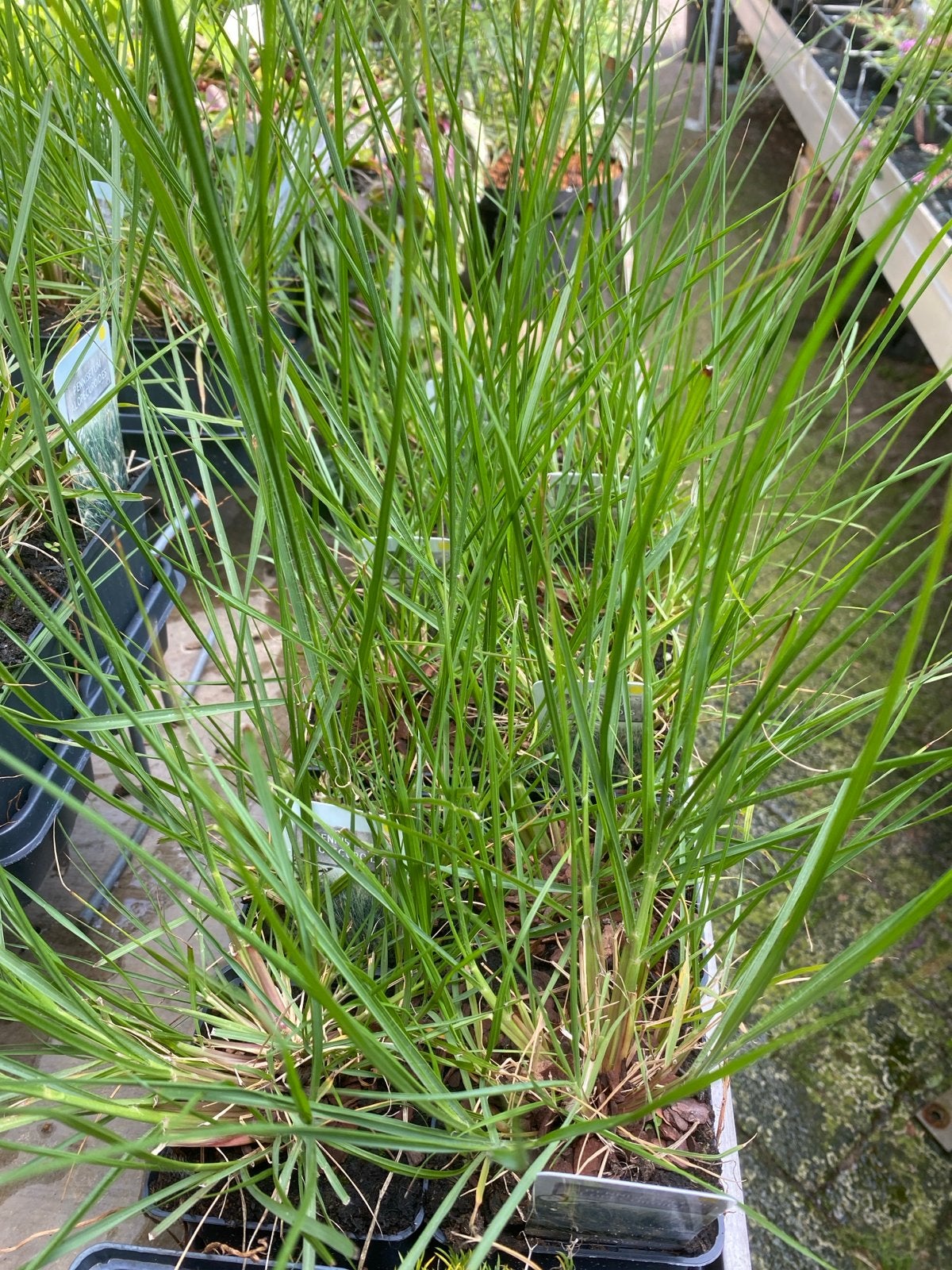Pennisetum Alopecuroides 'Hameln' - Lampenpoetsersgras, Tuin en Terras, Ophalen, Volle zon, Vaste plant, Siergrassen