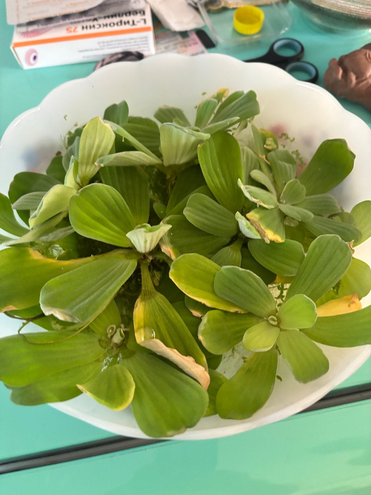 pistia stratiotes en paar garnalen, Ophalen
