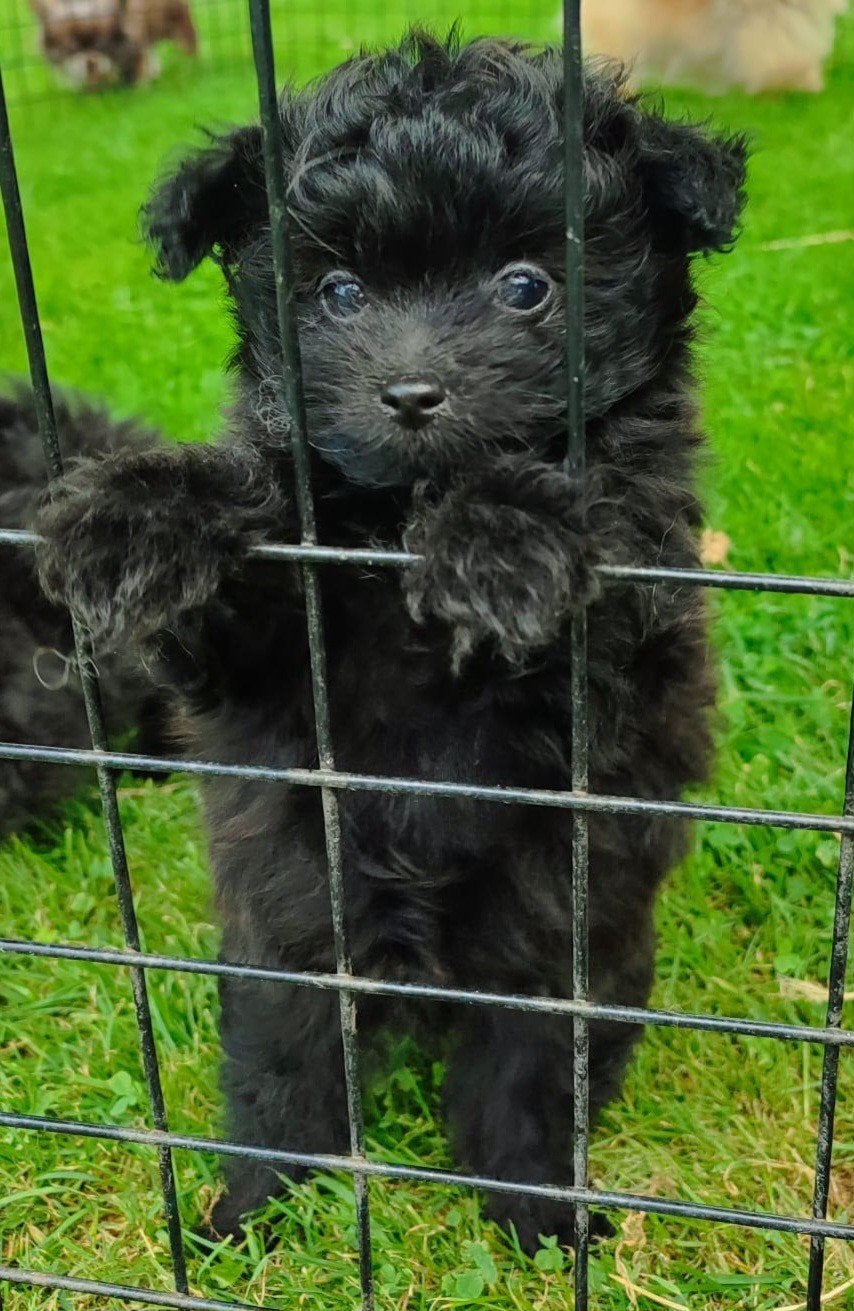 Pomapoo pup, Nana dametje beschikbaar, HCC (leverziekte), Overige rassen, 8 tot 15 weken, Meerdere