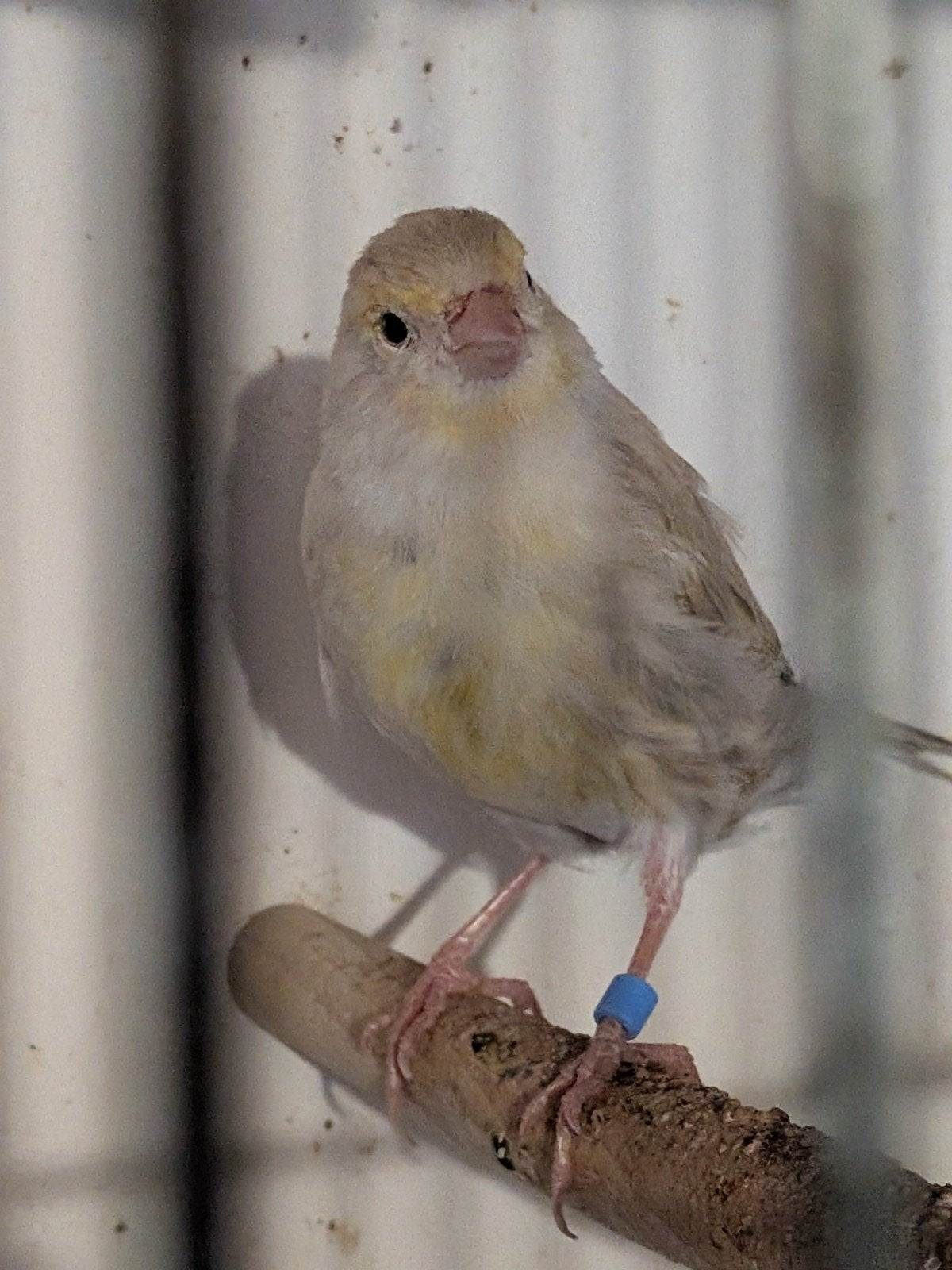 Kanarie pop, Dieren en Toebehoren, Vogels | Kanaries, Vrouwelijk, Kleurkanarie