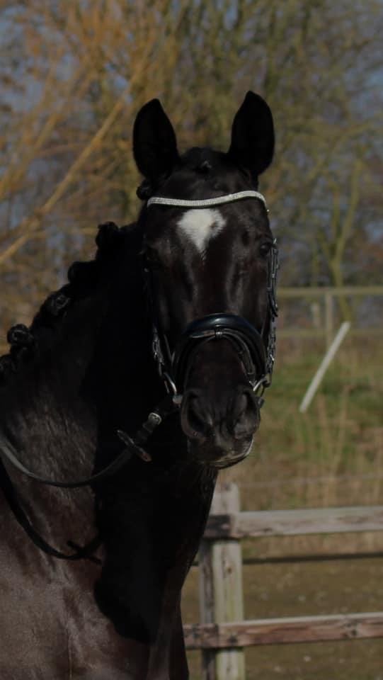Lieve, leuke, mooie allround merrie uphilxjazz, Merrie, Recreatiepaard, 11 jaar of ouder