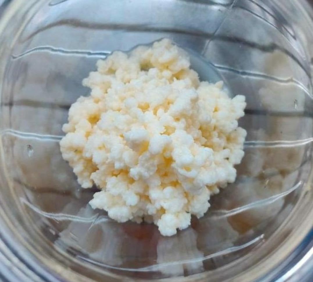 actieve biologische melkkefir probiotica kefir fermenteren, Ophalen of Verzenden