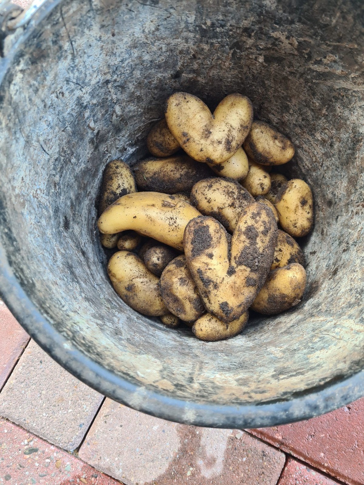 Verse aardappelen uit eigen tuin - hartvormig, Ophalen