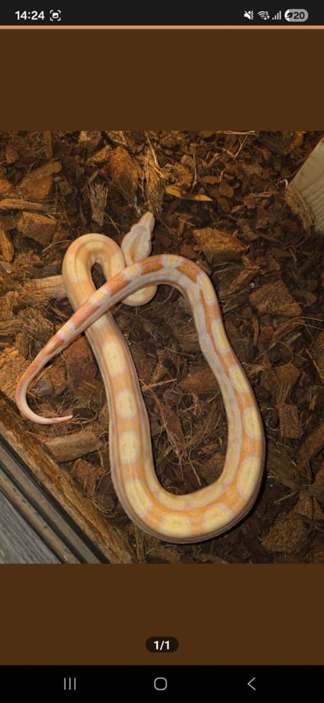Boa constrictor imperator albino motley Boa Constrictor - female for sale from Samira