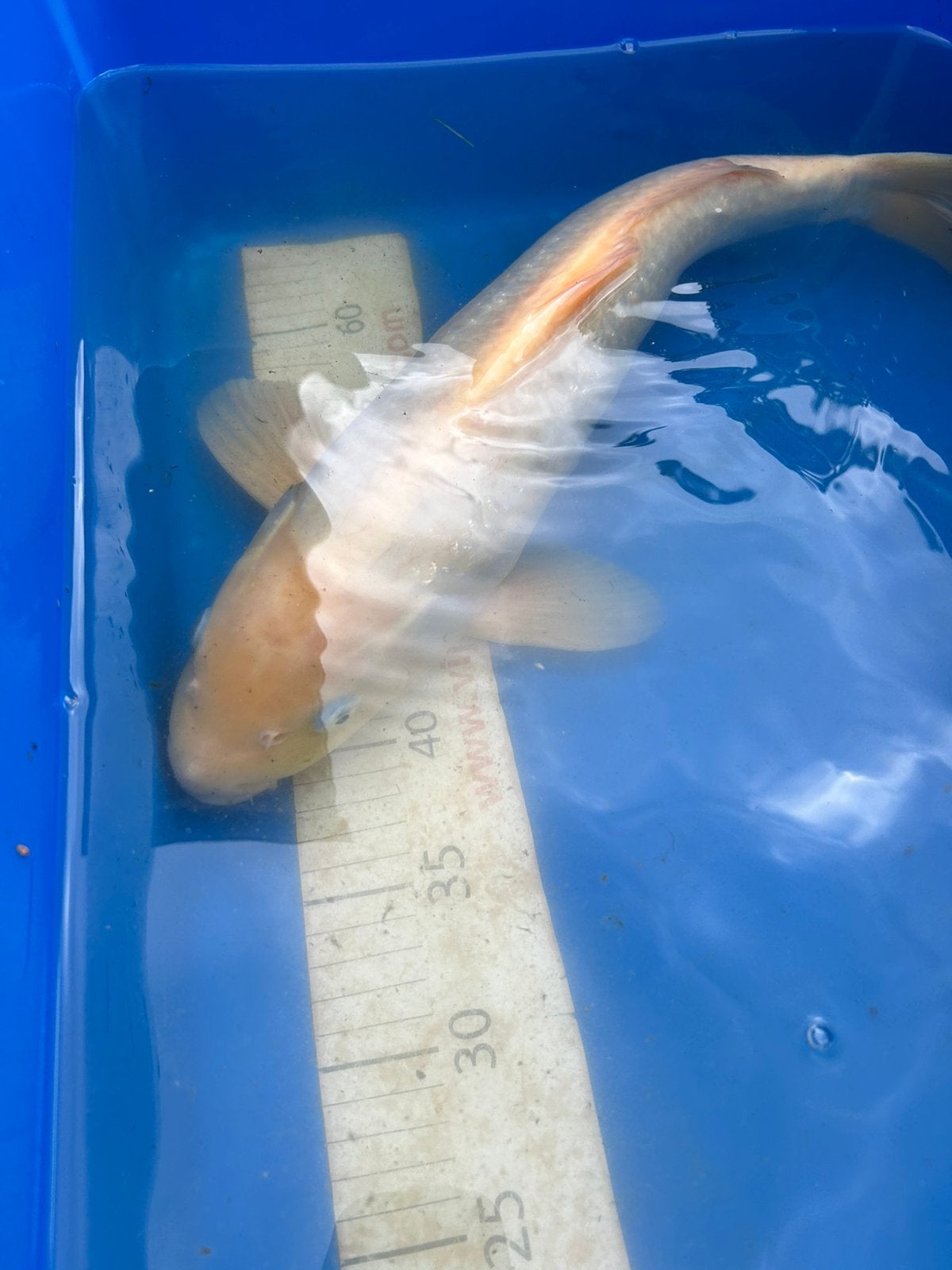 Doitsu Karashigoi koi, Karper of Koi