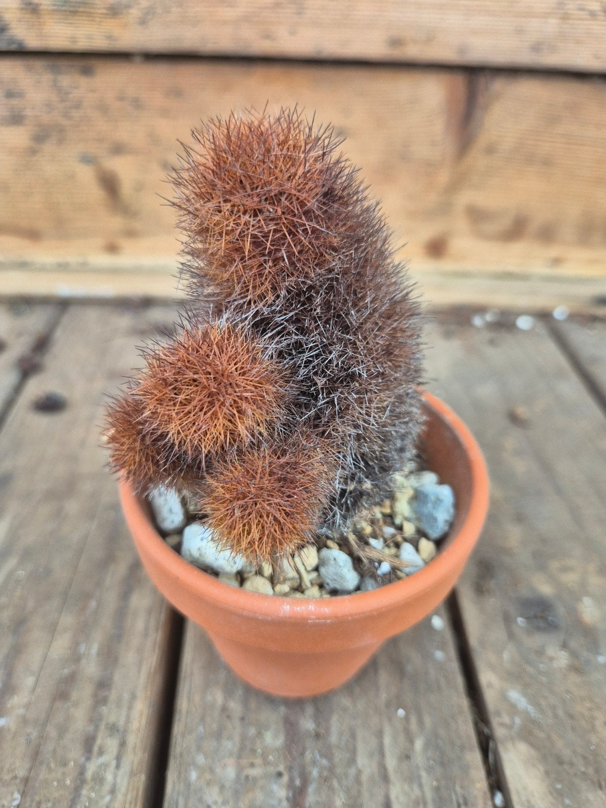 Cactus p7, Ophalen of Verzenden, Cactus, Volle zon, Minder dan 100 cm
